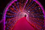 botanical garden christmas light tunnel