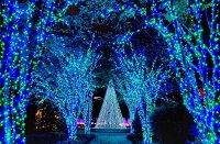 botanical garden christmas lights blue trees
