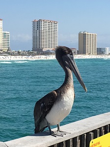 Pensacola Pelican